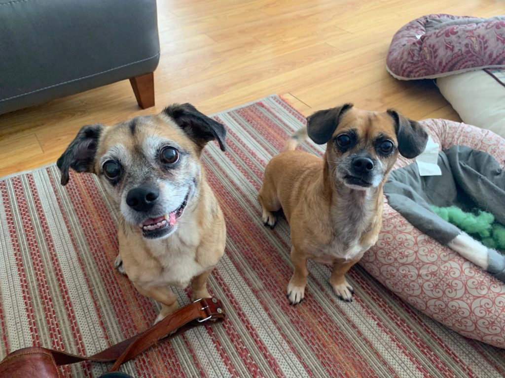 Violet and Rosie - Tips to Help a Pair of Santa Monica Puggles Calm Down