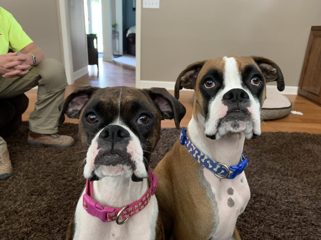 Maci and Max - Teaching a Pair of Boxers to Focus on Their Humans Instead of Reacting to Dogs