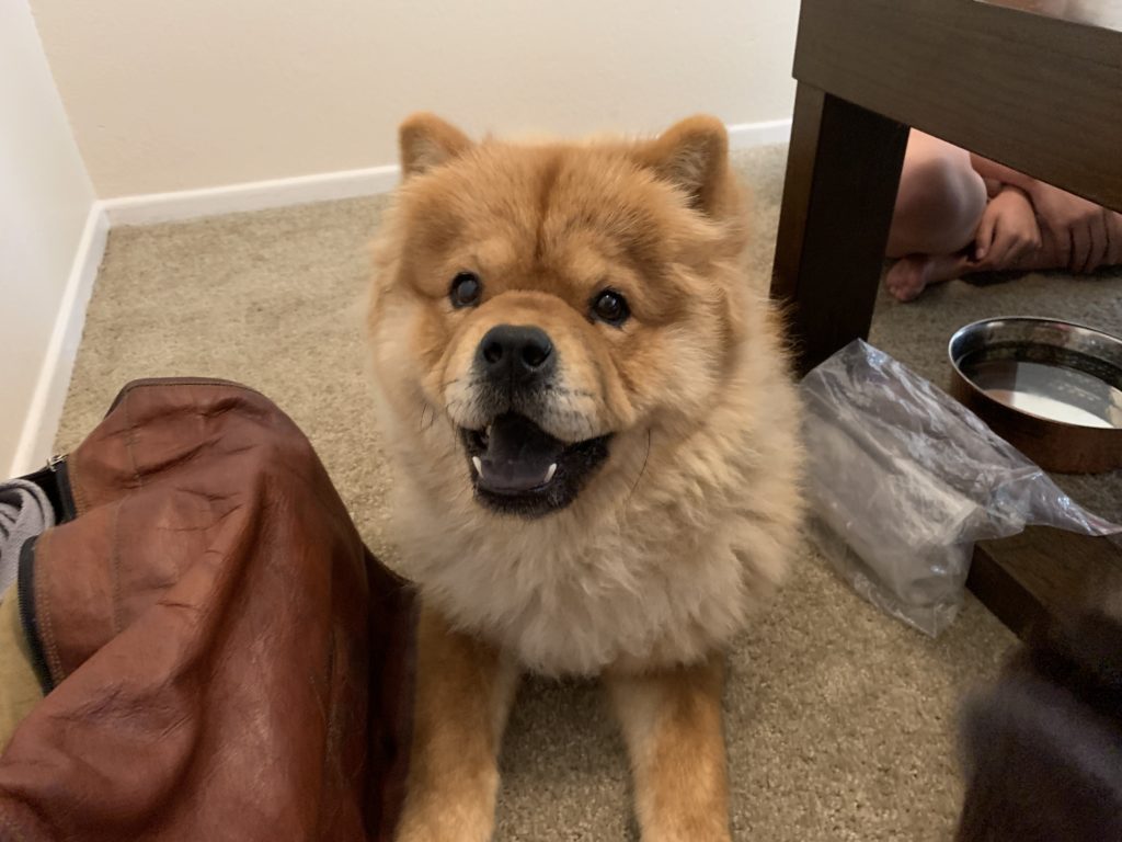 Suyeong Chow mix - Tips to Help a Chow Chow Get Over Separation Anxiety