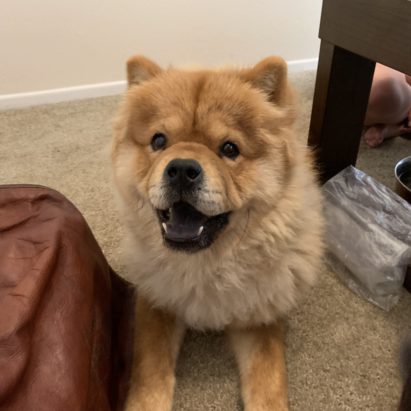Suyeong Chow mix - Tips to Help a Chow Chow Get Over Separation Anxiety