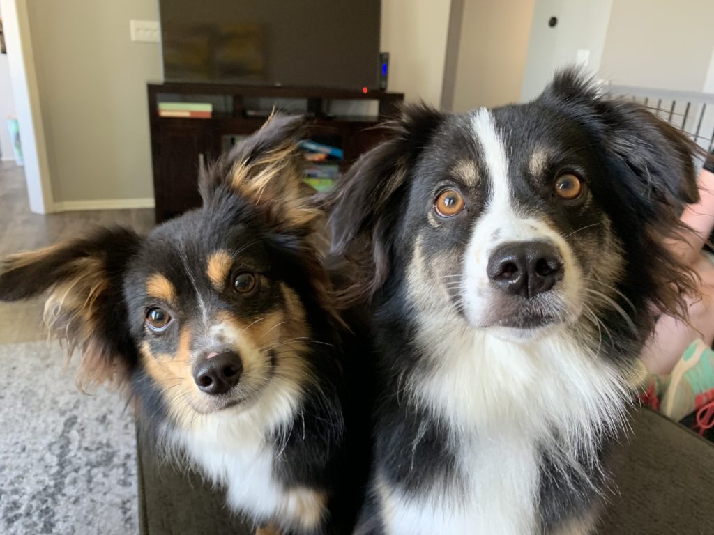 Tucker and Archer - Using Freeshaping to Reward a Mini Aussie for Looking at Things Instead of Nipping