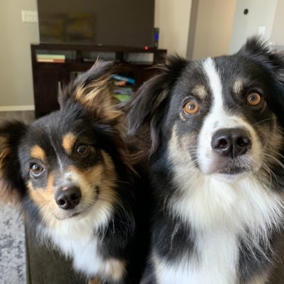 Tucker and Archer - Using Freeshaping to Reward a Mini Aussie for Looking at Things Instead of Nipping