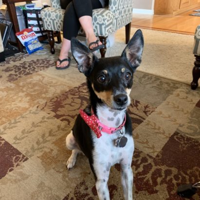 Dixie Rat Terrier mix - Sharing Some Potty Training Tips to Help a Rat Terrier Stop Accidents in the House