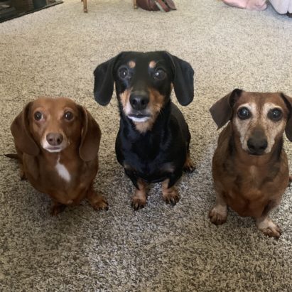 Oscar Parker and Pepper - Teaching a Dachshund to Focus to Stop it From Barking at Strangers