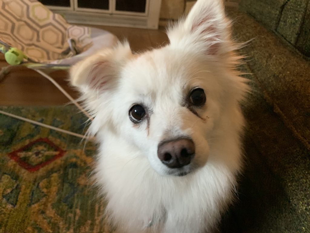 Sasha - Tips to Stop an American Eskimo from Barking at People