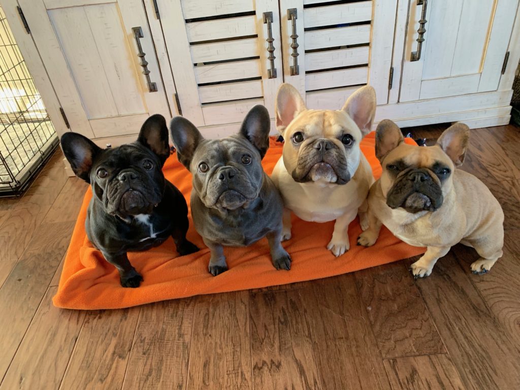 Nolo Willow Lou and Lelo - Helping 4 French Bulldogs Develop Self Control with Some Positive Kennel Training