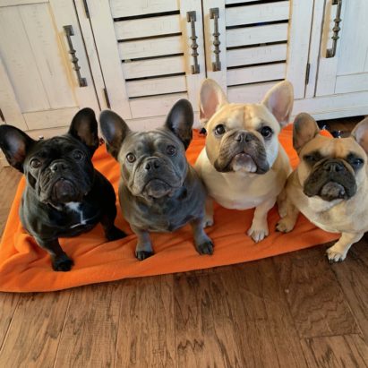Nolo Willow Lou and Lelo - Helping 4 French Bulldogs Develop Self Control with Some Positive Kennel Training