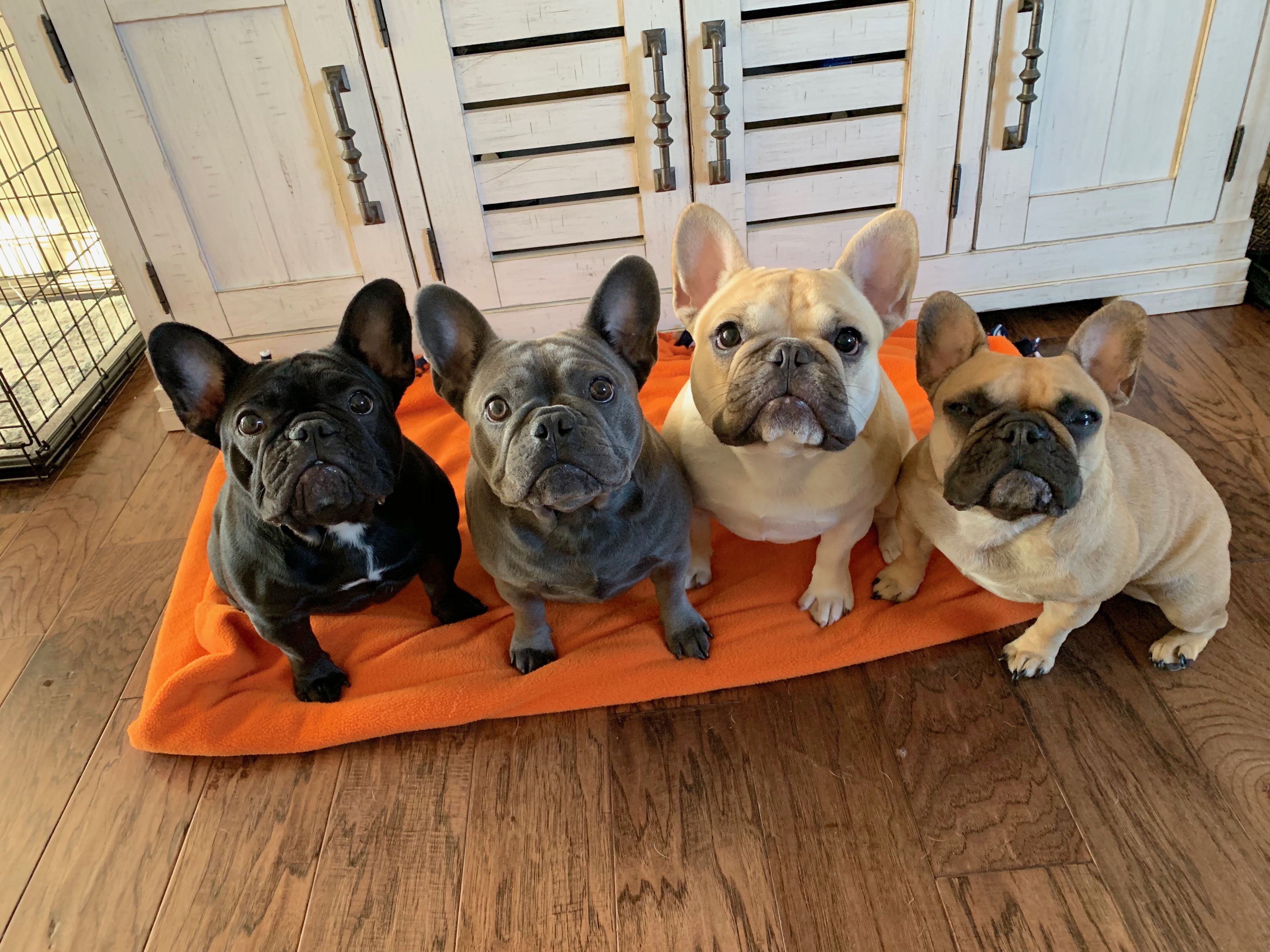 Helping 4 French Bulldogs Develop Self Control with Some