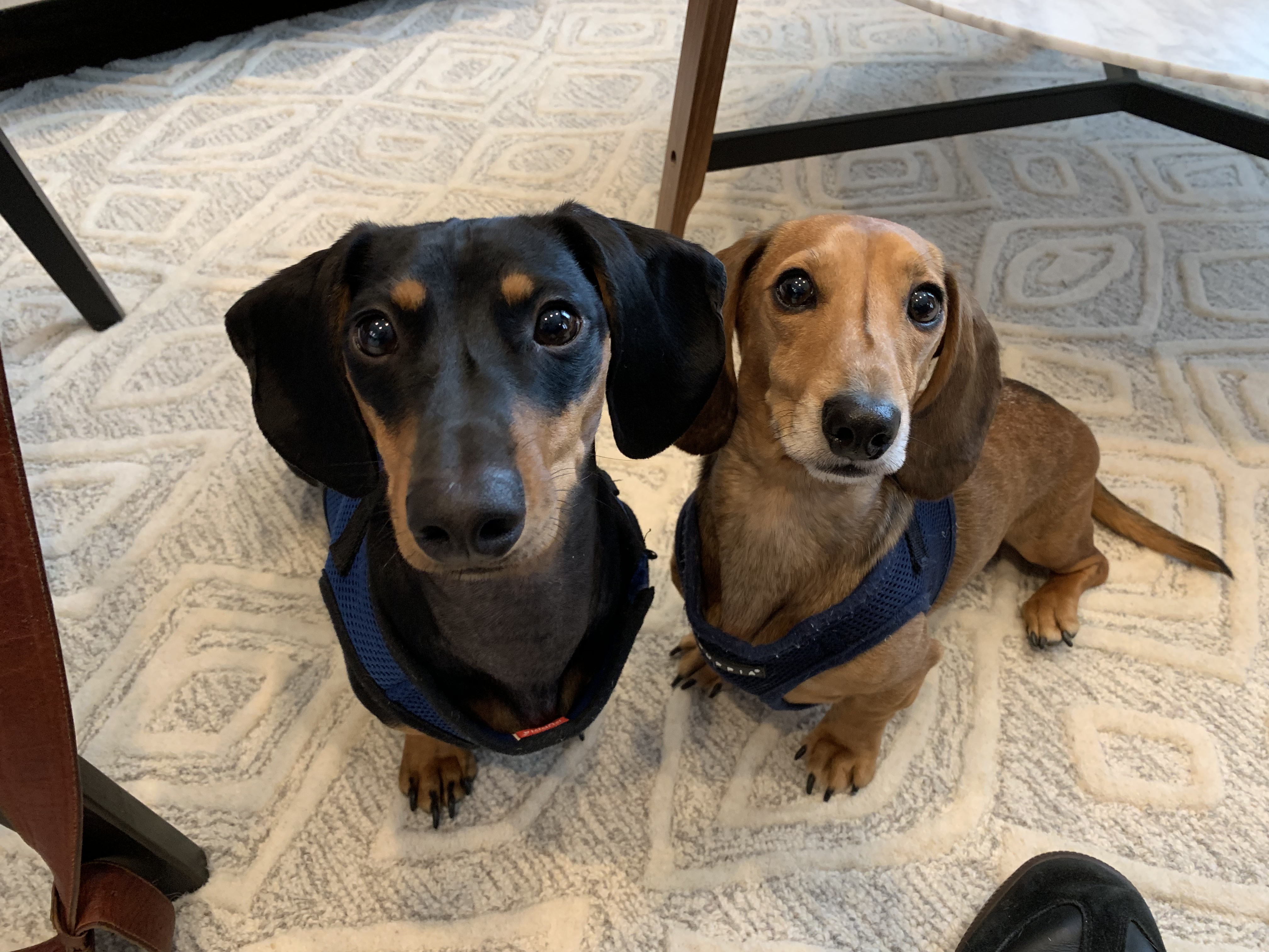 Teaching a Pair of Dachshunds to Focus to Stop Their