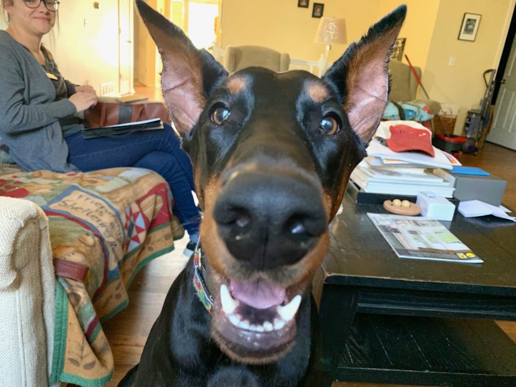 Sophie Doberman - Teaching a Doberman to Wait for Permission to Go Out the Door