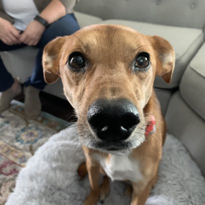 Lucy Whippet mix - Helping an Anxious Dog Get Over Its Separation Anxiety