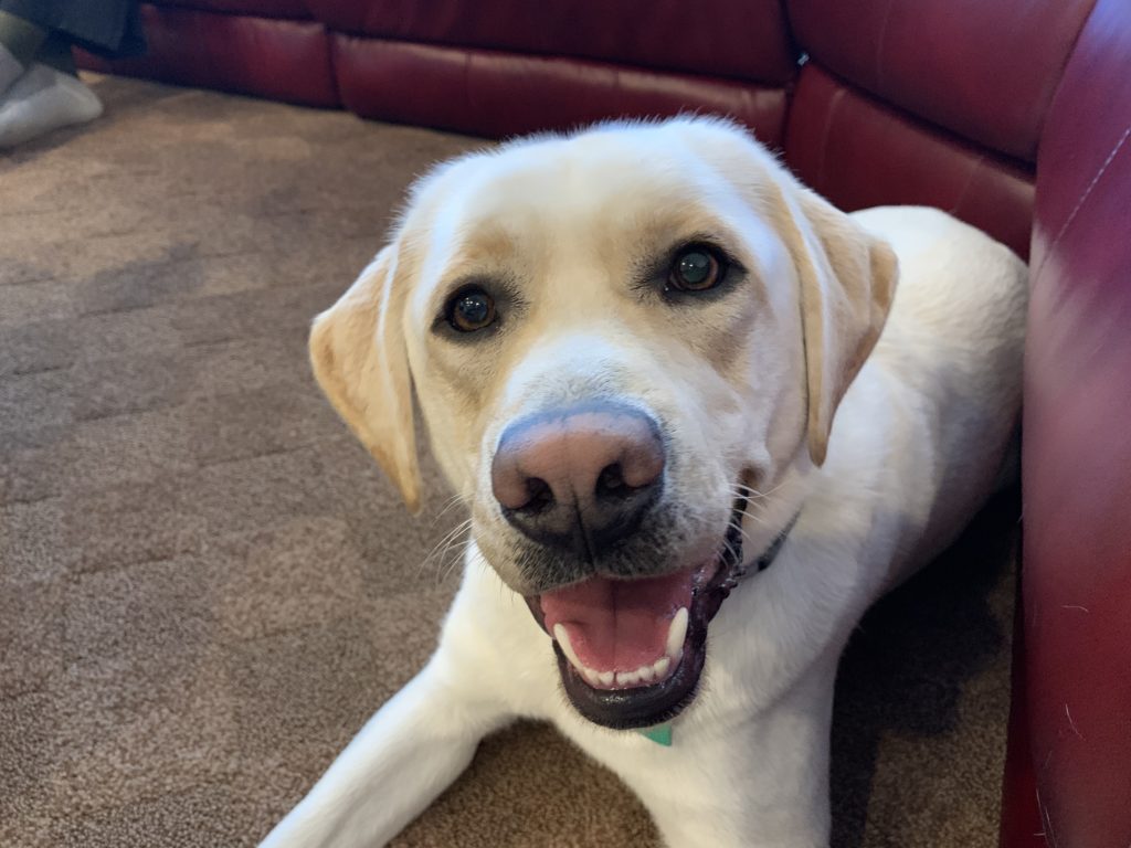 Fphil ip - Teaching a Yellow Lab to Stay Out of the Kitchen