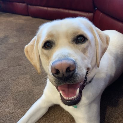 Fphil ip - Teaching a Yellow Lab to Stay Out of the Kitchen