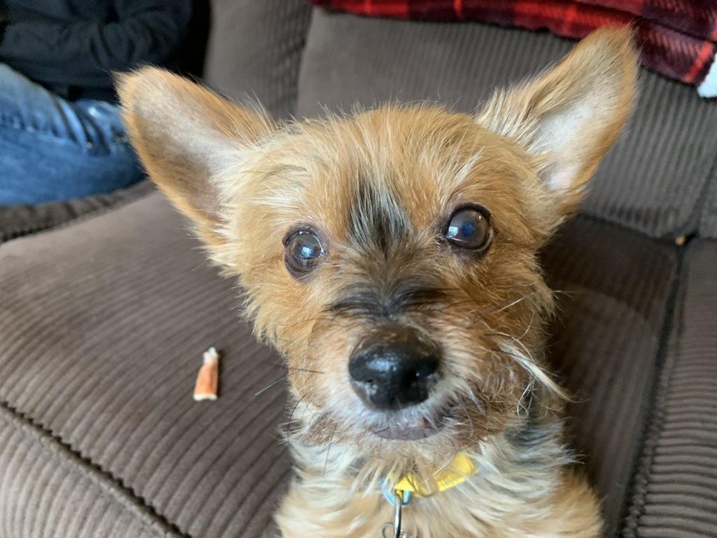 Granny - Tips to Stop a Yorkie Rescue's Barking
