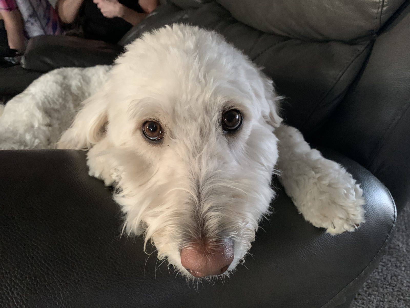 Teaching an Excitable Goldendoodle to Calm Down When People Come to the ...