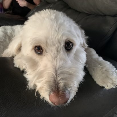 Toodles - Teaching an Excitable Goldendoodle to Calm Down When People Come to the Door