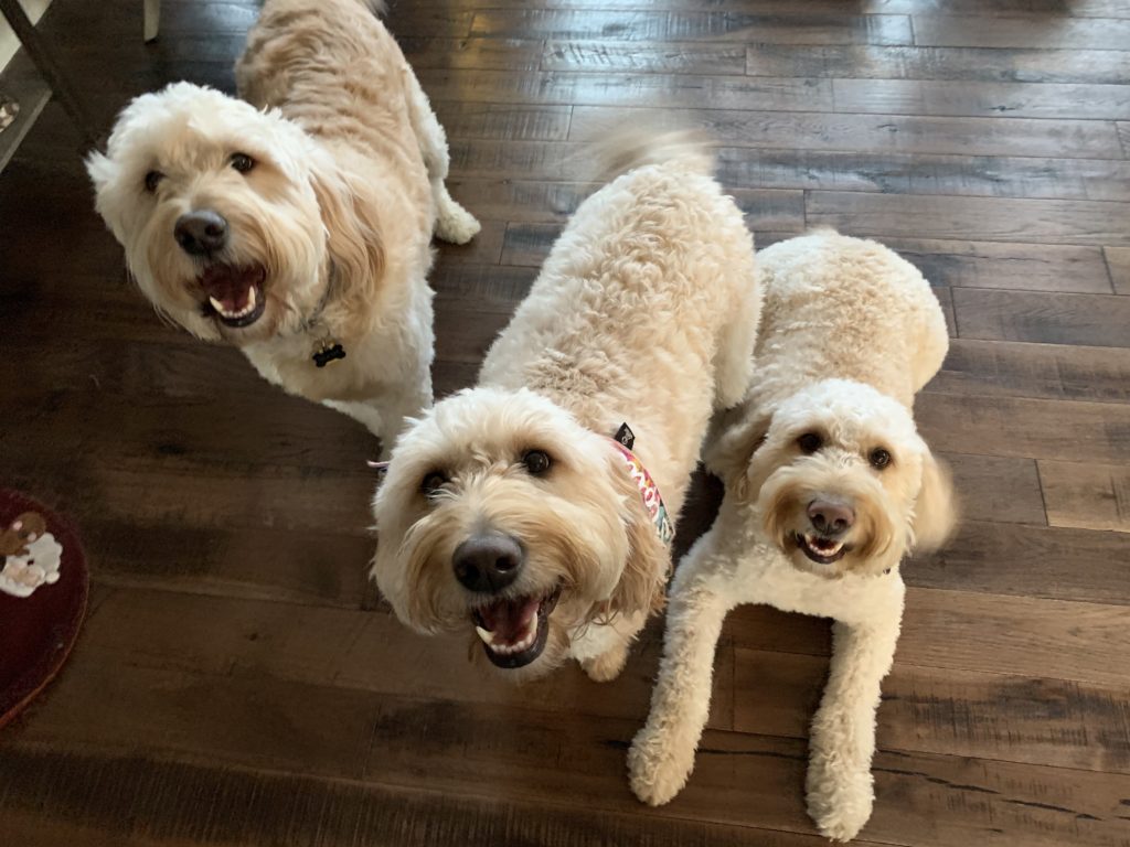 Huck Scout and Goose - Tips to Help a Trio of Goldendoodle to Calm Down When Guests Come to the Door