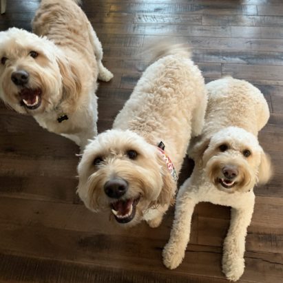 Huck Scout and Goose - Tips to Help a Trio of Goldendoodle to Calm Down When Guests Come to the Door