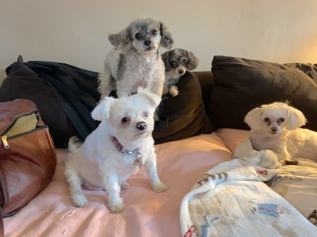 Millie Abby ANnie and Bree - Helping a Deaf Rescue Dog Learn She Doesn't Need to Growl at Her New Roomies