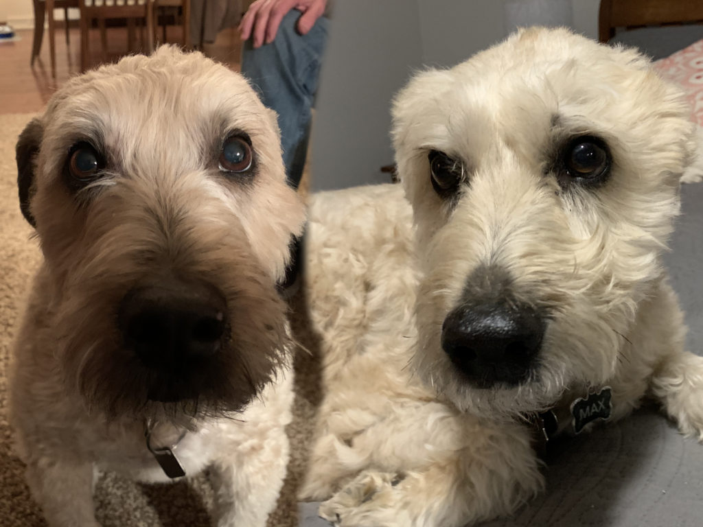 Taylor and Max - Helping a Wheaton Terrier Get Over His Separation Anxiety