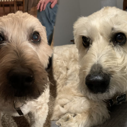 Taylor and Max - Helping a Wheaton Terrier Get Over His Separation Anxiety