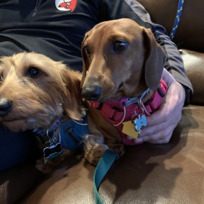Wally and Tasha - An Easy Way to Train a Pair of Fearful Dachshunds