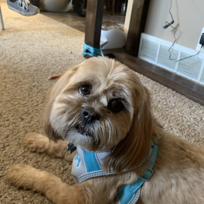 Riley - Helping an Anxious Shih Tzu with a Resource Guarding Issue