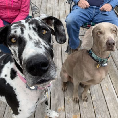 Molly and Sky - Teaching a Great Dane to Respect Boundaries to Stop Her Jealous Behavior towards the Other Dog