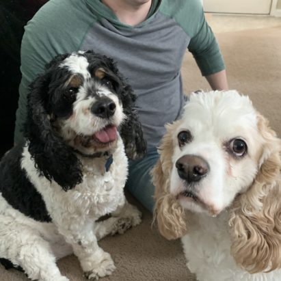 Peeta and Phillip - Sharing Some Tips to Stop a Cocker Spaniel From Growling at Dad
