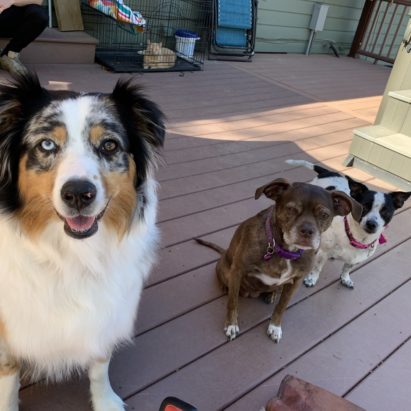 Nala Baylee and Mia - Dog Training Tips Help a Trio of Dogs Listen to their Humans and Stop Fence Fighting