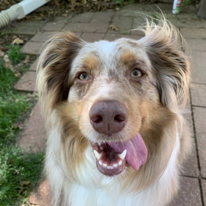 Hazel Aussie in Omaha - Tips to Stop an Australian Shepherd From Nipping People Who Move