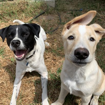 Jax and Leo - Tips to Help a Santa Monica Dog Listen Better on Walks