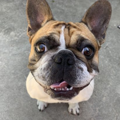 Penelope - Tips to Help a Jealous French Bulldog get on With Other Dogs
