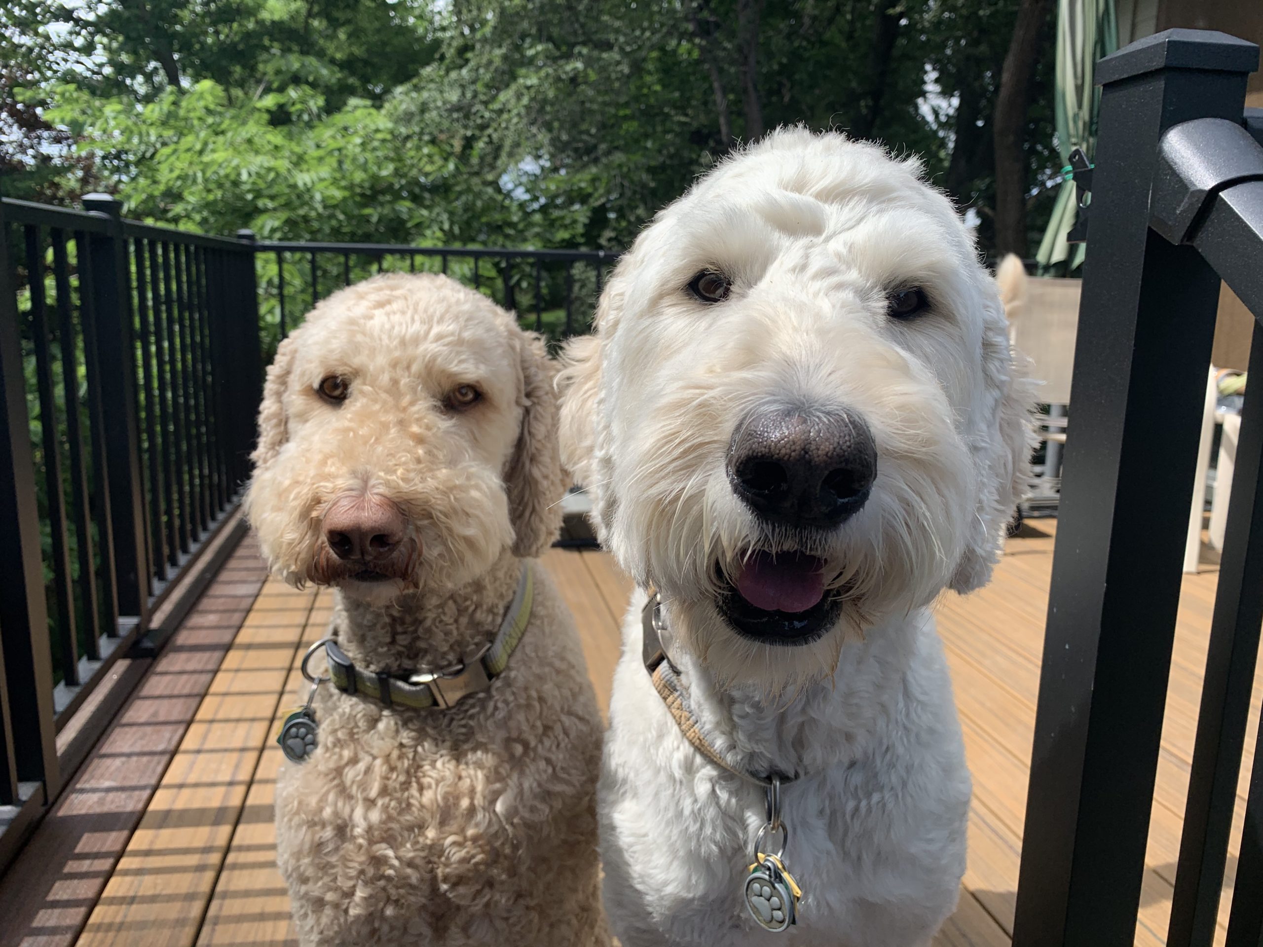 Doodle and Snicker scaled - Tips to Get Dogs to Listen Better and Stop Barking in the Yard