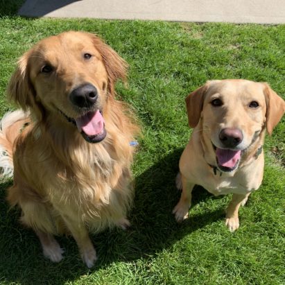 Marley and Dixie - Training a High Energy Lab to Walk Next to People