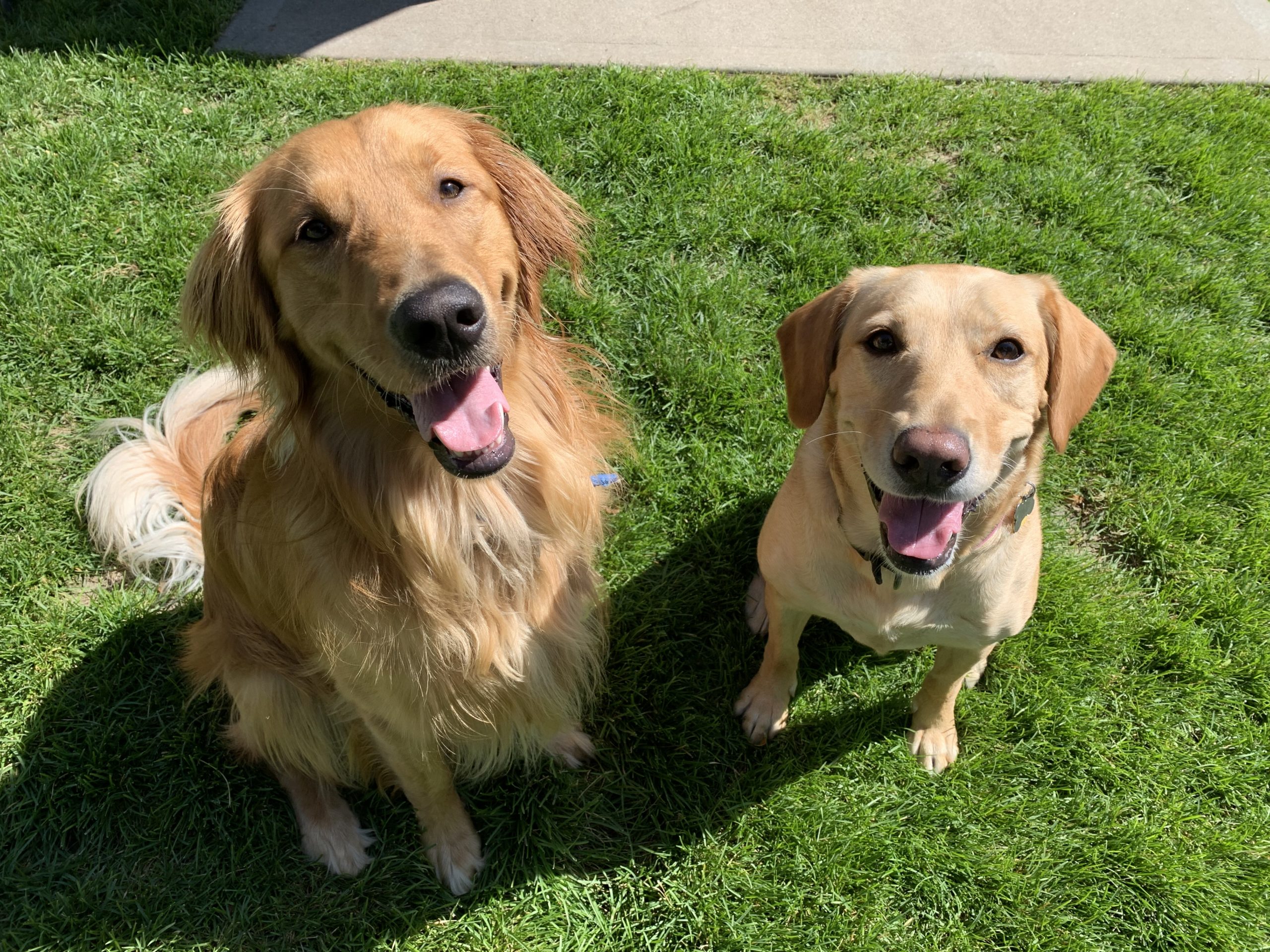 Marley and Dixie scaled - Training a High Energy Lab to Walk Next to People