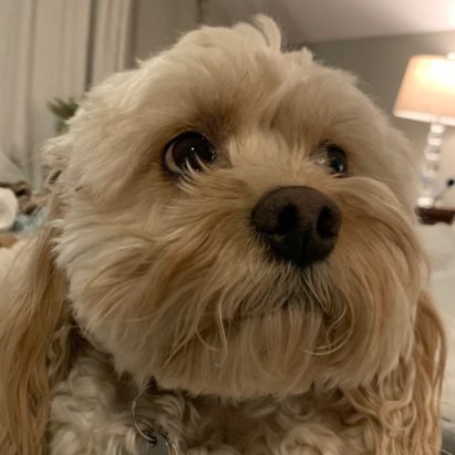 Blitzen - Helping an Anxious Dundee Dog Stop Fearing Strangers
