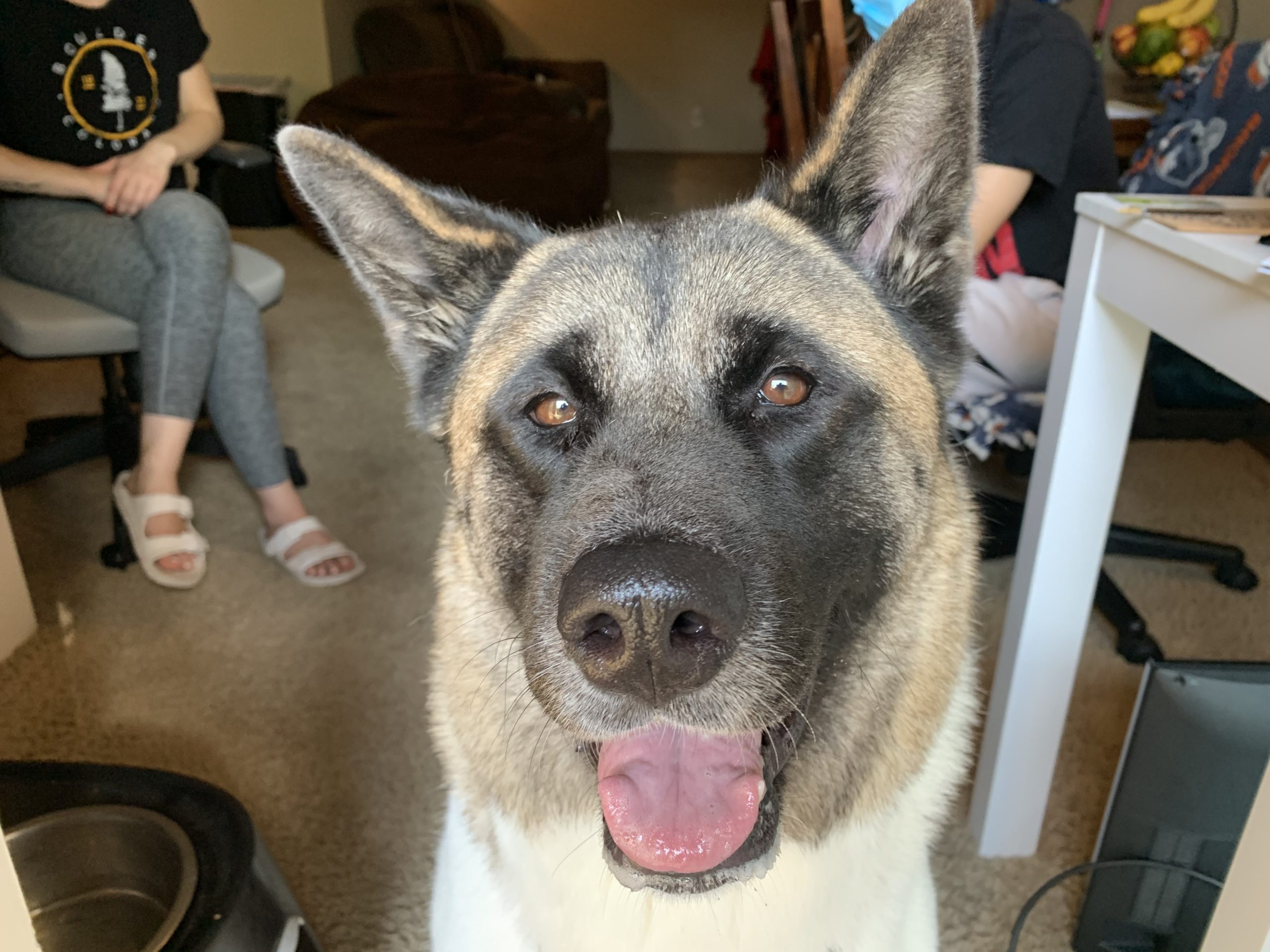 Aurora scaled - Some Kennel Games Help an Anxious Akita Get Over her Fear of the Crate