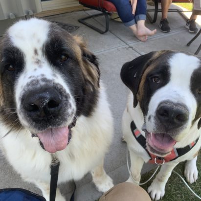 Bruno and Penny - Tips to Help a St Bernard Puppy Stop Acting Aggressive to Other Dogs