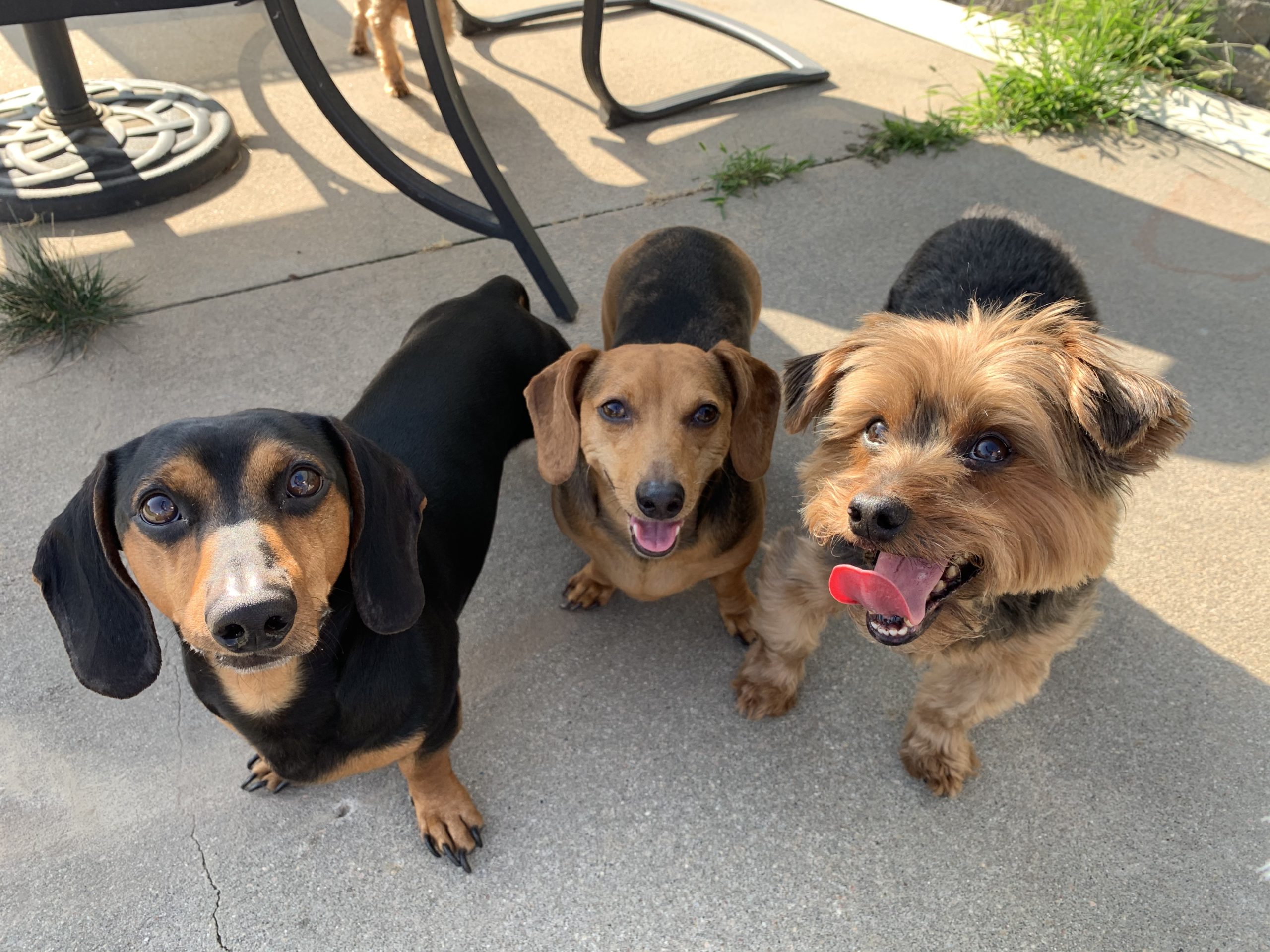 Riley Daisy Ely Phoebe scaled - Stopping a Dachshund From Acting Aggressive to the Family's Toddler