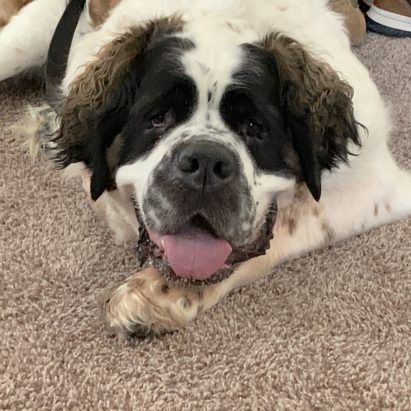 Zeus St Bernard - Some Tips to Stop a Dog From Being Eye Contact Dominant
