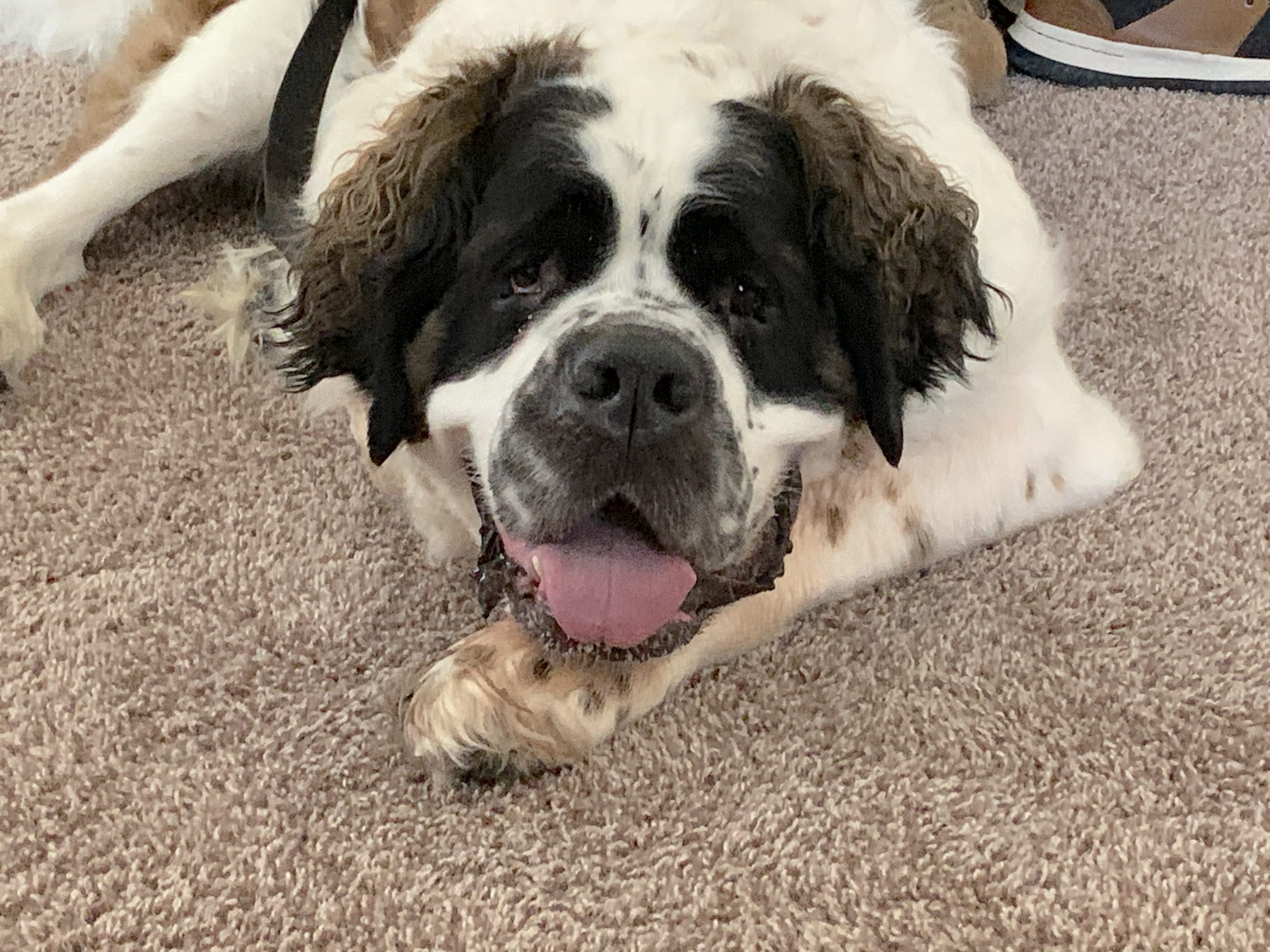 Zeus St Bernard scaled - Some Tips to Stop a Dog From Being Eye Contact Dominant