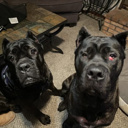 Moet and Dro - Teaching a Pair of Cane Corso's the Relaxation Protocol to Stay Calm When People are at the Door
