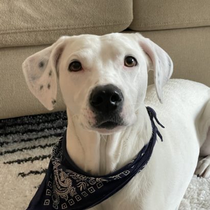 Scout Dalmatian Mix - Some Tips to Help a Rescue Dog Stop Barking at Unknown People and Dogs