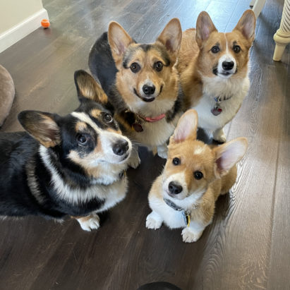 Riley Bailey Killian and Draco - Teaching Four Corgi's to Sit Quietly and Wait to Be Let Out the Back Door