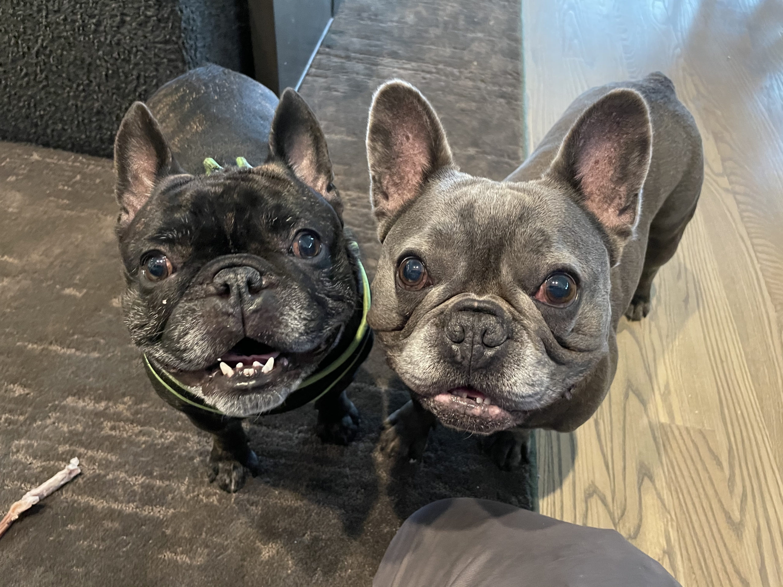 Bowie and Wizard scaled - Tips to Stop a Pair of Frenchie's From Barking at People