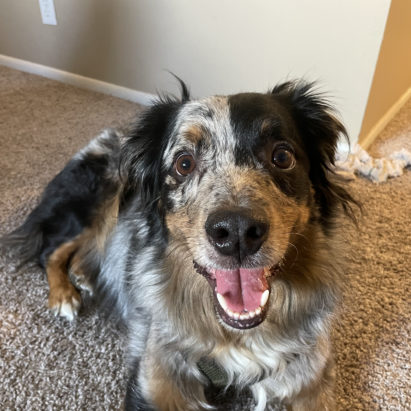 Cooper Australian Shepherd - Tips to Teach a Dog to Stay Calm When Being Leashed Up
