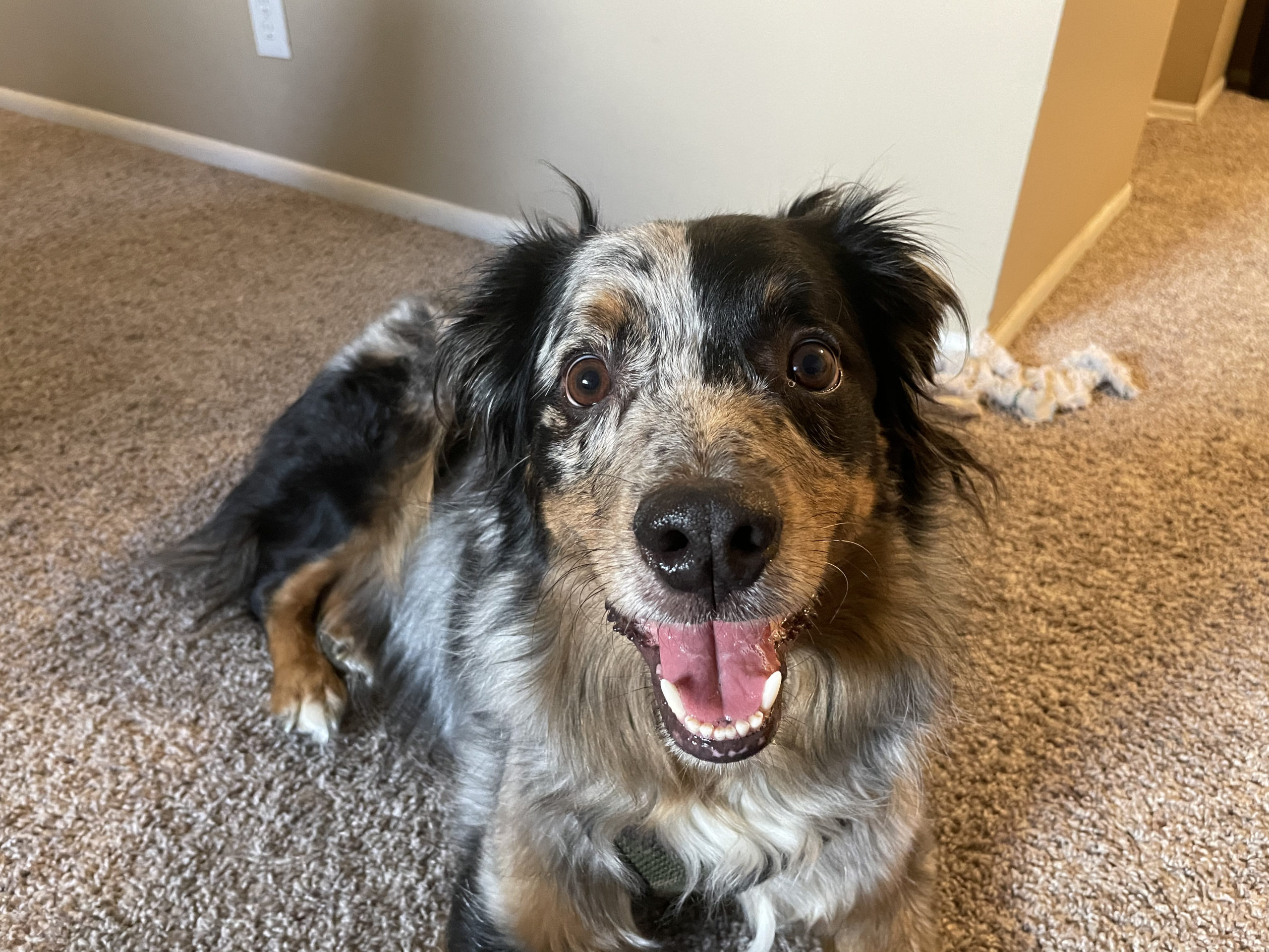 Cooper Australian Shepherd scaled - Tips to Teach a Dog to Stay Calm When Being Leashed Up