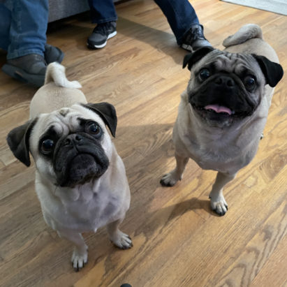 Jerry and Morty - Helping a Pair of Pugs Get Ready to Welcome a New Baby into their Home