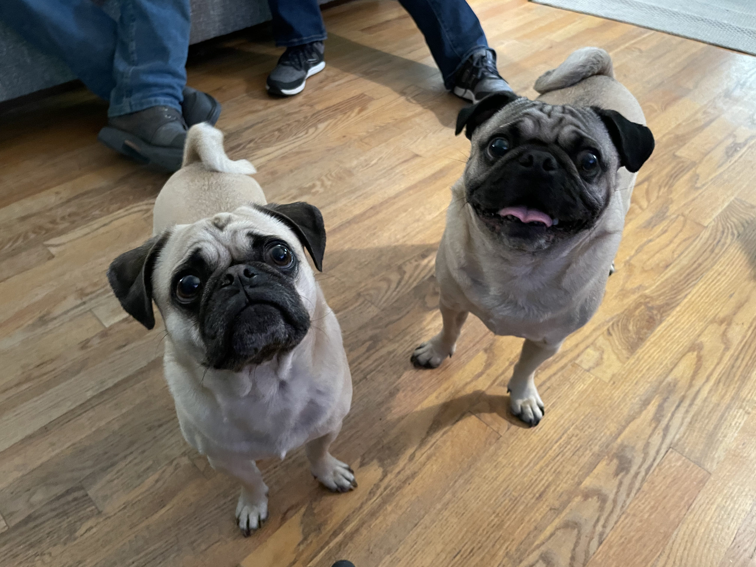 Jerry and Morty scaled - Helping a Pair of Pugs Get Ready to Welcome a New Baby into their Home